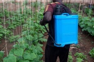 Un agriculteur, muni d'un pulvérisateur à dos bleu, traite les plantes d'un jardin.