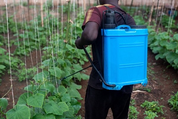 Un agriculteur, muni d'un pulvérisateur à dos bleu, traite les plantes d'un jardin.