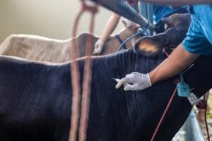 Une personne vêtue d'une chemise bleue et portant des gants blancs fait une piqûre à une vache noire.
